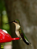 Ruby-throated Hummingbird  Archilochus colubris female