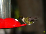 Ruby-throated Hummingbird  Archilochus colubris male