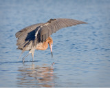Reddish Egret Umbrella