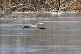 Great Blue Heron Leaving the Ice