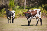 Spotted Longhorns