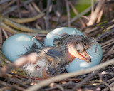 Newly Hatched Tri Color Heron