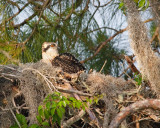 Osprey Chick Looking Back