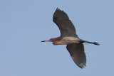 Reddish Egret Flying