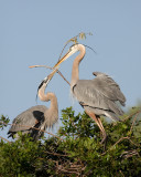 Great Blue Heron Handoff