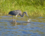 Tri Color Heron with Catch