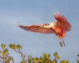 Tagged Spoonbill Landing