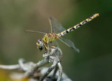 Eastern Ringtail