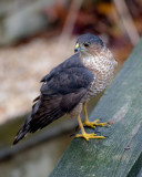 Sharp-shinned Hawk