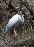 Wood Stork