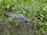 I didnt know gators have lips