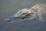 Gator with a golf tee on his head