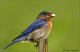 Eastern bluebird-Sialia sialis.jpg