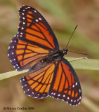 The Viceroy butterfly (Limenitis archippus)