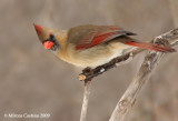 Northern-Cardinal  (Cardinalis cardinalis)