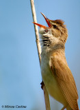 Great Reed Warbler, Rousserolle turdode ( Acrocephalus arundinaceus)