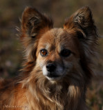 Papillion Sable  Portrait