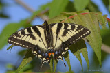 Canadian Tiger Swallowtail, Papillon tigr du Canada (Papilio glaucus canadensis)