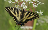 Canadian Tiger Swallowtail, Papillon tigr du Canada (Papilio glaucus canadensis)