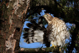 Coopers Hawk (Accipiter cooperii)