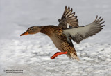 Mallard (Anas-platyrhynchos)