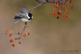 The Black-capped Chickadee (Poecile atricapilla)