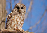 Barred-Owl-(Strix-varia)
