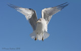 Ring-billed Gull (Larus delawarensis)