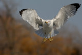 Ring-billed Gull (Larus delawarensis)