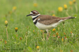 Killdeer (Charadrius vociferus)