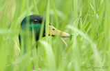 Mallard portrait (Anas-platyrhynchos)