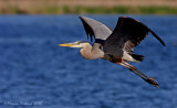 Great Blue Heron (Ardea herodias) in flight