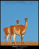 guanaco