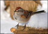 American-Tree-Sparrow