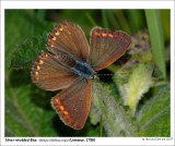 Silver-studded-Blue