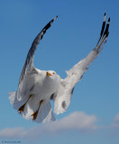 Ring-billed Gull-Larus delawarensis.jpg