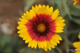 ABHA_Flower - 013.JPG