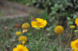 ABHA_Flower_ButterFly - 007.JPG