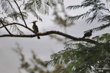 Aug-08_Birds_in_Abha.jpg