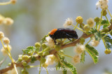 Insects_0610.JPG