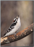 Pic mineur ( Downy Woodpecker )