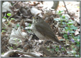 Grive  joues grises ( Gray-cheeked Thrush )