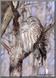 Chouette raye ( Barred Owl )