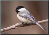 Msange  tte noire ( Black-capped Chickadee )