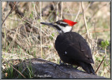 Grand Pic ( Pileated Woodpecker )