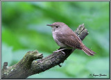 Troglodyte familier ( House Wren )