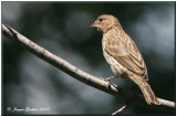 Roselin familier (House Finch)