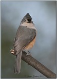 Msange bicolore (Tufted Titmouse)