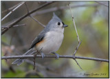 Msange bicolore (Tufted Titmouse)