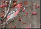 Durbec des sapins ( Pine Grosbeak )